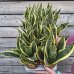 Sansevieria (Svokrin jazyky) ´SUPERBA´ - kont. C1L, výška 20-30 cm
